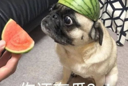 最新吃瓜爆料图片表情包,揭秘最新吃瓜爆料表情包背后的故事