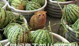 吃瓜爆料在哪里找,吃瓜爆料，揭秘娱乐圈幕后真相